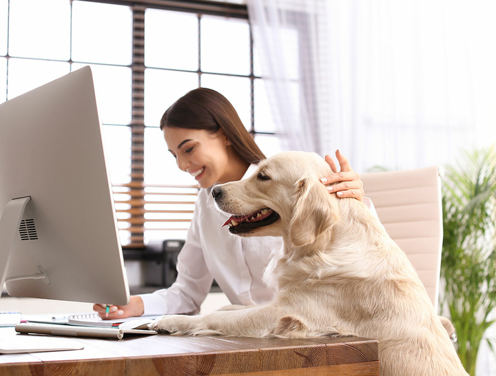 Frau arbeitet am Schreibtisch und streichelt ihren Hund